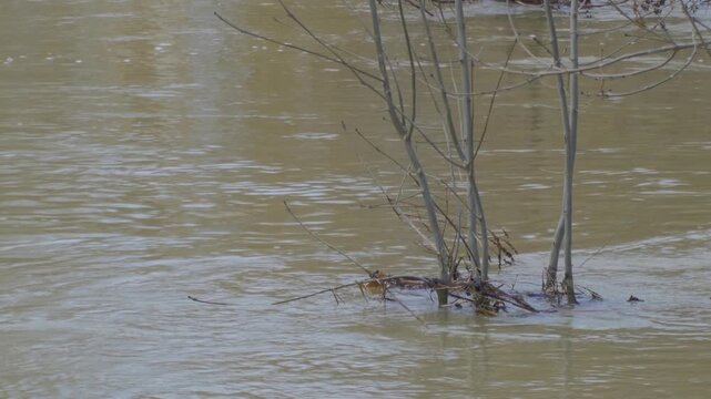 fast flowing flooded river water, brown muddy water. moving around submerged vegetation plants, close up