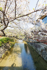 京都・祇園白川と桜