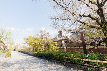 京都・祇園白川と桜