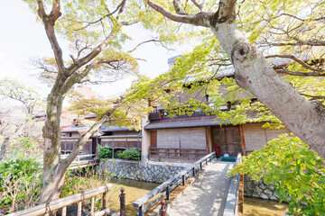 京都・祇園白川と桜