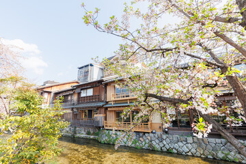 京都・祇園白川と桜