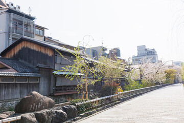 京都・祇園白川と桜