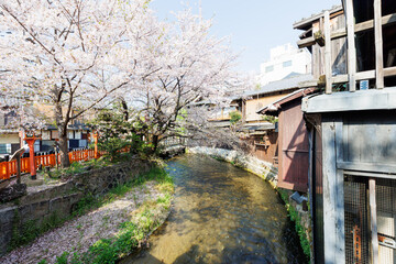 京都・祇園白川と桜
