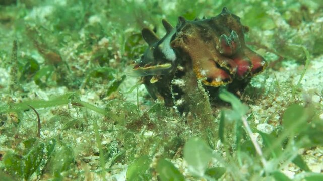 Pfeffer&rsquo;s flamboyant cuttlefish (Ascarosepion pfefferi) displaying dynamic coloration, Puerto Galera