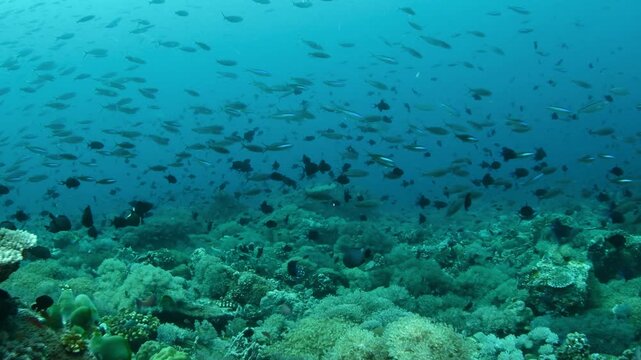 Swim-By Over Tropical Coral Reef with Red-Toothed Triggerfish and Neon Fusiliers, Maldives