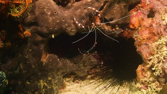 Banded shrimps (Stenopus hispidus) wide-angle close-up hiding in wall crack, Philippines