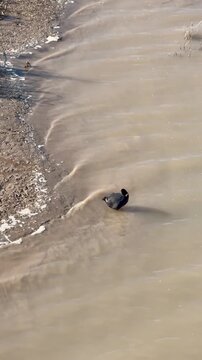  Single black Eurasian coot with white beak floating in muddy brown water near the shore. Small ripples around the bird. Muddy bank on the left side. High angle view in daylight.