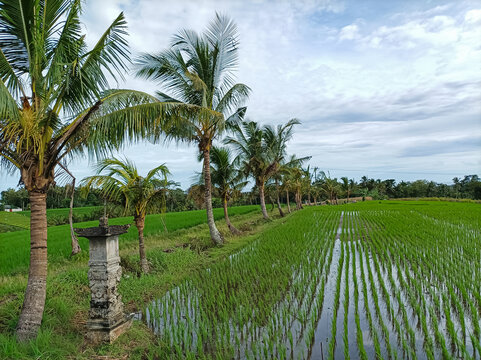 Lush green rice paddy field with coconut palm trees under a cloudy sky in rural Bali, Indonesia.