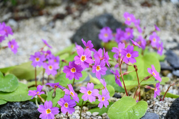Obraz premium プリムラ・メガセイフォリア Primula megaseifolia
