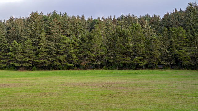Panorama of a grassy meadow bordering a pine forest