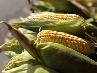 Fresh close-up of golden plump corn