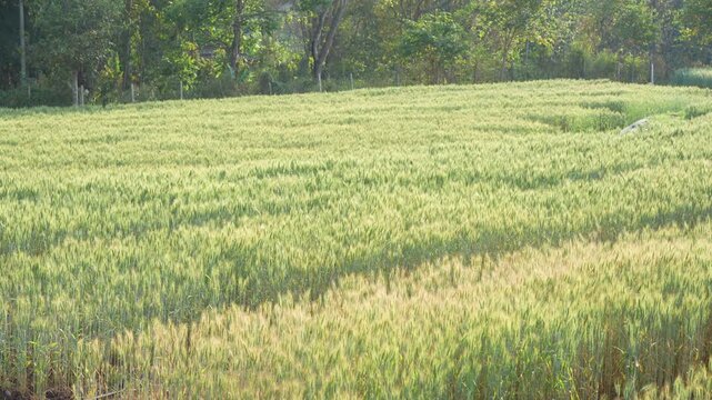 Young green wheat, wheat fields grown for bread production, traditional farming, cultivated land, farm, rural landscape, wheat ears in the field, shallow depth of field, golden wheat fields at sunset.