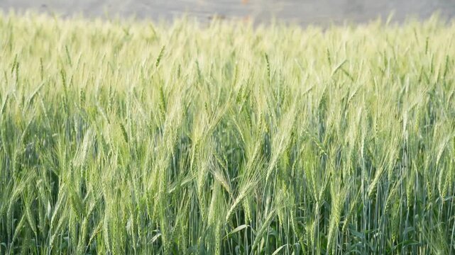 Young green wheat, wheat fields grown for bread production, traditional farming, cultivated land, farm, rural landscape, wheat ears in the field, shallow depth of field, golden wheat fields at sunset.