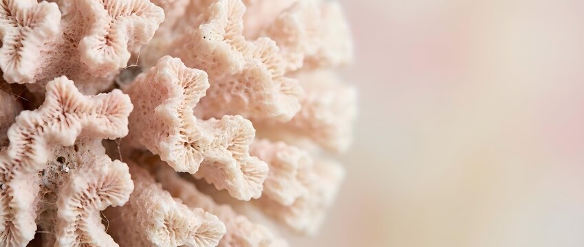 Delicate pink coral formation with intricate branching structure on soft neutral background for marine biology education and coastal decor applications.