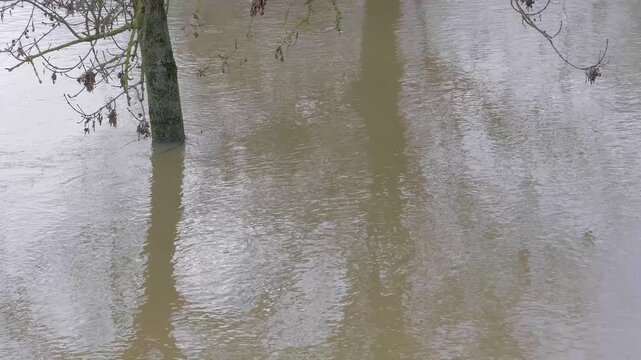 submerged tree in fast flowing muddy brown flood waters, reflections of large trees, ripples