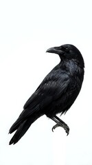 Fototapeta premium Black raven bird isolated on white background with detailed feathers and sharp beak for wildlife and nature designs.