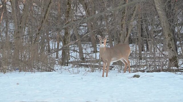 Doe in the Snow
