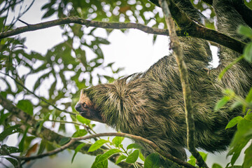 A three-toed sloth (Bradypus variegatus) in its natural habitat, hanging calmly from a tropical rainforest canopy in Costa Rica. © Teresa