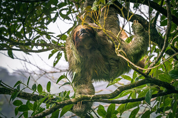 Obraz premium A three-toed sloth (Bradypus variegatus) in its natural habitat, hanging calmly from a tropical rainforest canopy in Costa Rica.