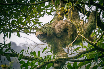 A three-toed sloth (Bradypus variegatus) in its natural habitat, hanging calmly from a tropical rainforest canopy in Costa Rica. © Teresa