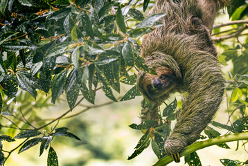 Obraz premium A three-toed sloth (Bradypus variegatus) in its natural habitat, hanging calmly from a tropical rainforest canopy in Costa Rica.