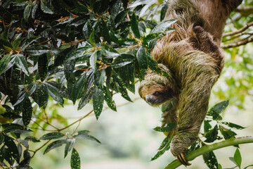 Obraz premium A three-toed sloth (Bradypus variegatus) in its natural habitat, hanging calmly from a tropical rainforest canopy in Costa Rica.