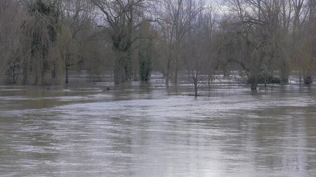 flooded riverside town park, large trees including willow submerged in fast flowing flood waters, ripples, currents