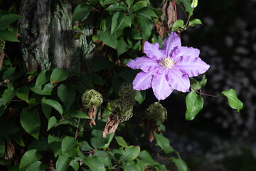トケイソウの咲く庭