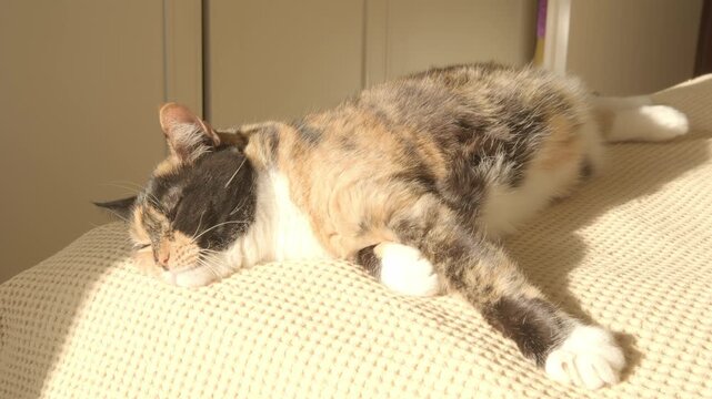 beautiful brown three colors adult domestic tortoiseshell cat with white breast dozing on bed in peaceful setting, grooming, hygiene and care, concept caring, keeping four-legged pet