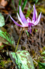 珍しいピンクの野草の花