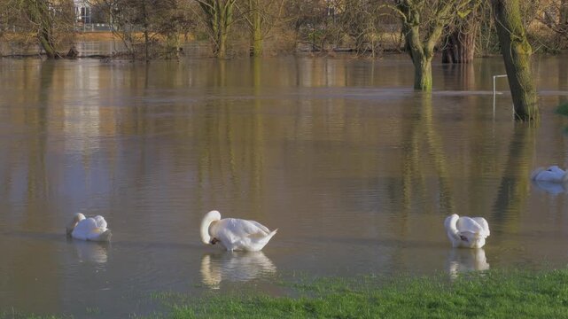 mute swans in shallow water, flooded riverside park, preening, swimming, drinking, sunny reflections of trees