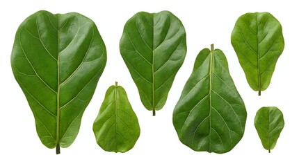 Fototapeta premium Fresh green fiddle leaf fig foliage collection isolated on white background for botanical design projects and natural decor elements.