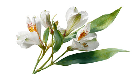 Obraz premium botanical flower with simple structure background isolated on a Transparent background, PNG file.