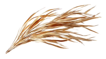 dried coastal grass blades background isolated on a Transparent background, PNG file.