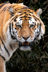 Obraz premium トラ