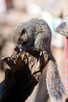 シマリス Images – Browse 6,516 Stock Photos, Vectors, and Video