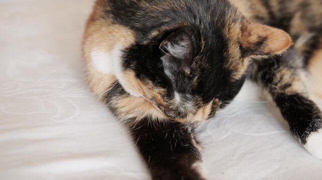 beautiful brown three colors adult domestic tortoiseshell cat with white breast dozing on bed in peaceful setting, grooming, hygiene and care, concept caring, keeping four-legged pet