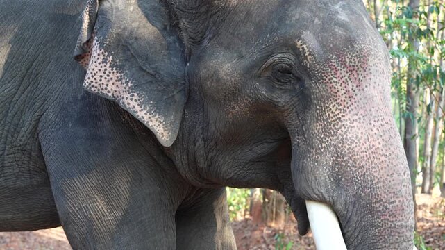 elephant with tusks stands eating grass for breakfast in a field under a large tree in a natural forest,