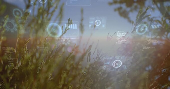 Lens flare crossing frame initiating HUD overlays for data display, tall golden grasses swaying