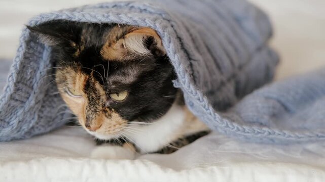 beautiful brown three colors adult domestic tortoiseshell cat with white breast dozing on bed in peaceful setting, grooming, hygiene and care, concept caring, keeping four-legged pet