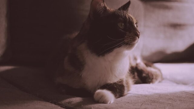 Close-up domestic cat in dimly lit room, natural light from window illuminating face, focused eyes, beautiful example how simple, everyday moment with pet, deep shadows, cozy atmosphere