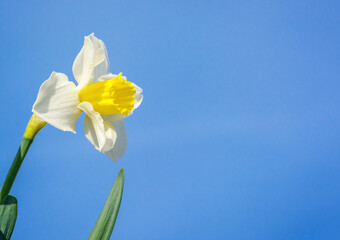 Spring narcissus blooming outdoors with blue sky background and copy space