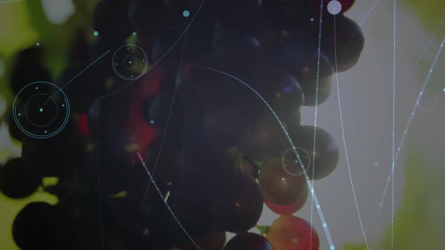 Backlight brightening, grape cluster glowing while HUD elements tracing arcs to show ripeness