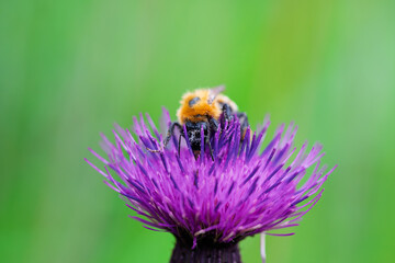 マルハナバチとアザミ