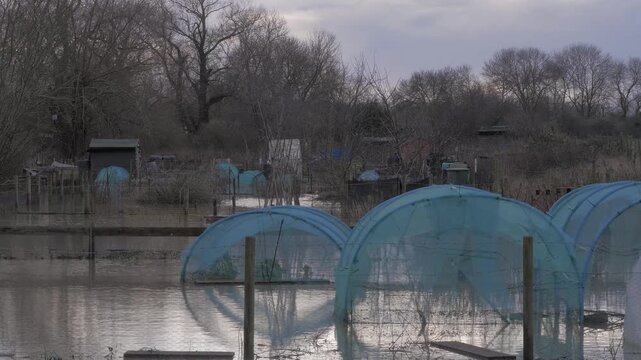 Flooded allotment, community garden, planting tunnels, mesh netting, inundated with flood water, trees in background, winter light
