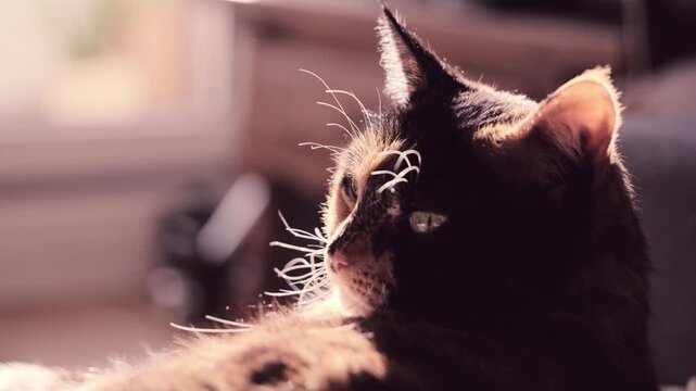 Close-up domestic cat in dimly lit room, natural light from window illuminating face, focused eyes, beautiful example how simple, everyday moment with pet, deep shadows, cozy atmosphere