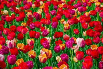 Fototapeta premium Vivid spring blossoms nature. Multicolored blossoms spring.