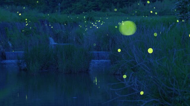 ホタルの乱舞、光を放つたくさんのホタルと自然の環境音(音声付き)