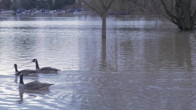 canada geese (Branta canadensis) swim past submerged tree in flooded park, boats in distance