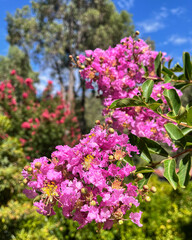 Obraz premium Bright Pink Crepe Myrtle Blossoms Against Blue Sky